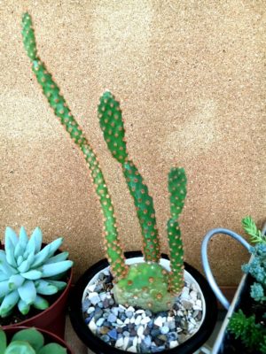 Photo by てんてんさん@GreenSnap