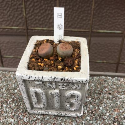 Photo by siji_ka_zuさん@GreenSnap