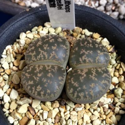 Photo by ミコトンさん@GreenSnap