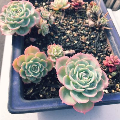 Photo by 田中 亮介さん@GreenSnap