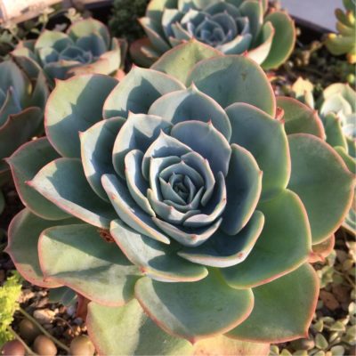 Photo by yoppy☆さん@GreenSnap