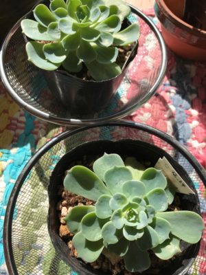 Photo by コウちゃまさん@GreenSnap