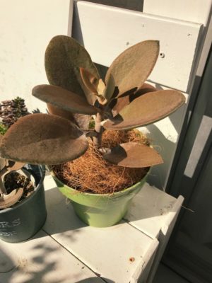 Photo by Machakoさん@GreenSnap 