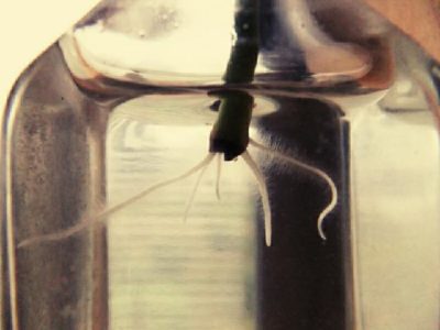 Photo by mooさん@GreenSnap