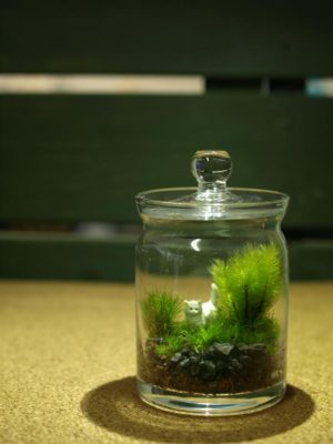 Photo by 道草michikusaさん@GreenSnap