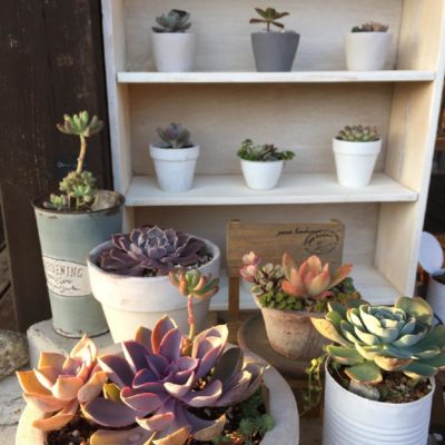 Photo by ecomoriさん@GreenSnap