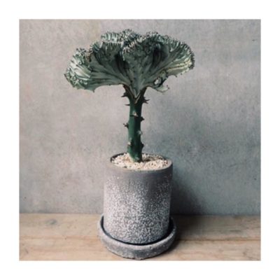 Photo by RICCAさん@GreenSnap