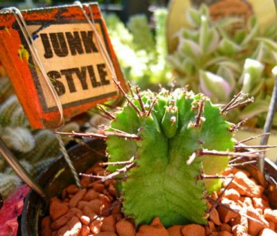 種類の多い多肉植物、ユーフォルビアとは？｜🍀GreenSnap（グリーン
