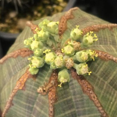 Photo by miki❄︎mikiさん@GreenSnap