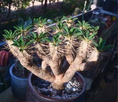 Photo by みぎよりだんでぃさん@GreenSnap