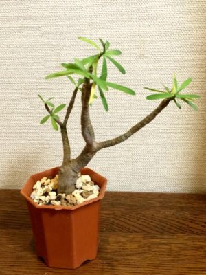 Photo by びすとろさん@GreenSnap