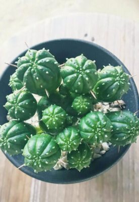 Photo by Boonさん@GreenSnap