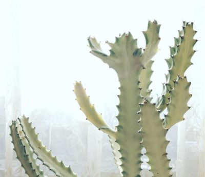 Photo by みやきさん@GreenSnap