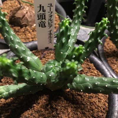 Photo by F.H Yoshikaさん@GreenSnap