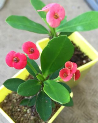 Photo by 花ママさん@GreenSnap