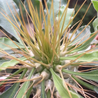 Photo by yukalitaさん@GreenSnap