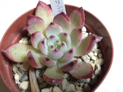 Photo by sumiyokidさん@GreenSnap