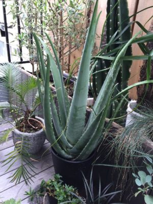 Photo by glam greenさん@GreenSnap