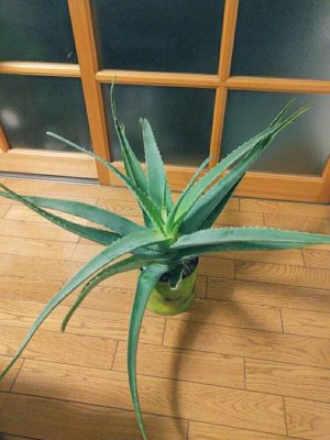 Photo by akirakakaさん@GreenSnap