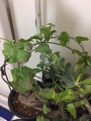 Photo by fuku0904さん@GreenSnap