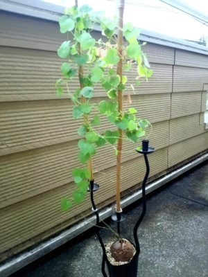 Photo by 谷っちさん@GreenSnap