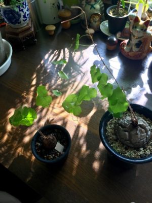 Photo by ilovecatさん@GreenSnap