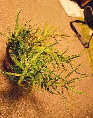 Photo by ほーりーさん@GreenSnap