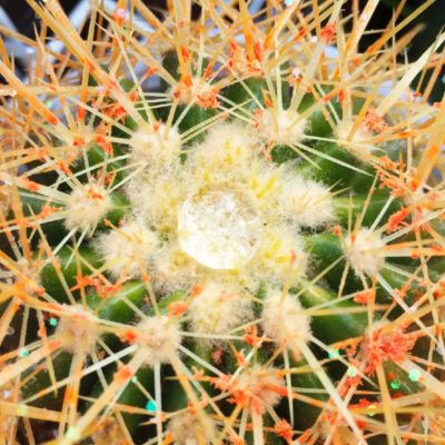 Photo by グラウカさん@GreenSnap