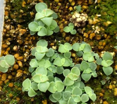 Photo by sumiyokidさん@GreenSnap