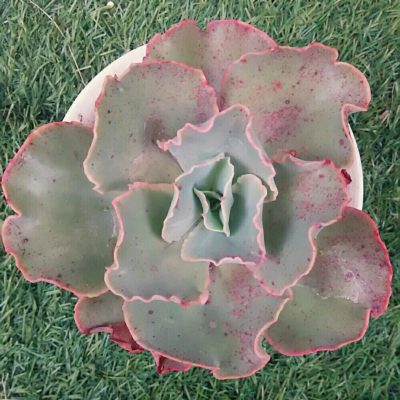 Photo by えみちんさん@GreenSnap