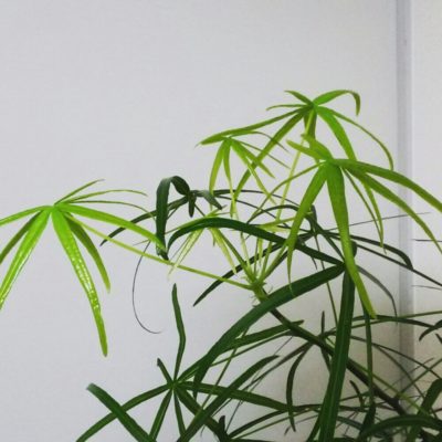 Photo by nomさん@GreenSnap