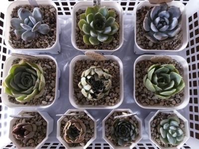 Photo by いーたんさん@GreenSnap