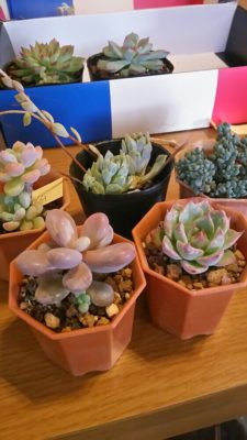 Photo by m_4kids_mamaさん@GreenSnap