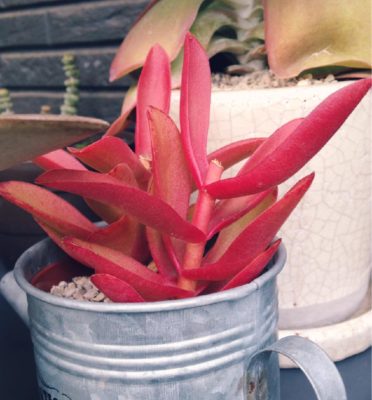 Photo by はらおさん@GreenSnap