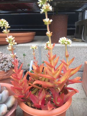 Photo by #hinachihahuka#さん@GreenSnap