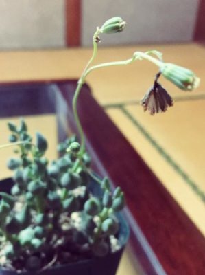 Photo by ★a.k★さん@GreenSnap