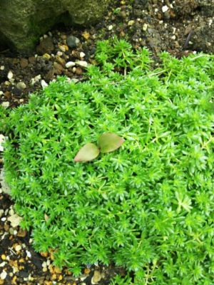 Photo by Koumeさん@GreenSnap