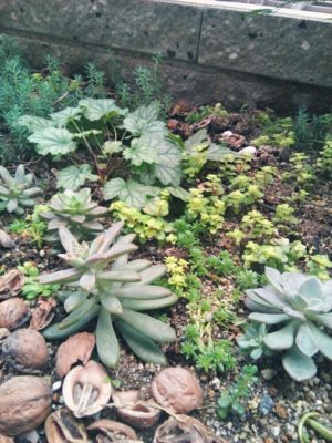 Photo by haruさん@GreenSnap