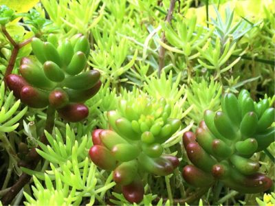 Photo by ✩chiyo✩さん@GreenSnap