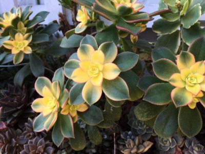 Photo by ✩chiyo✩さん@GreenSnap