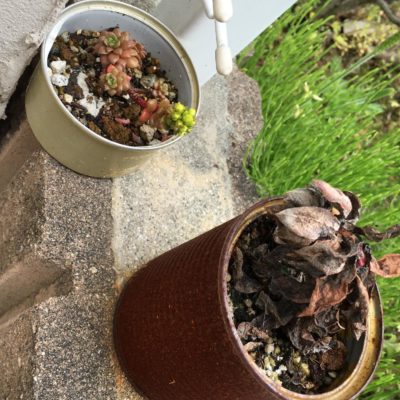 Photo by モチさん@GreenSnap