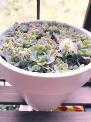 Photo by ともこさん@GreenSnap