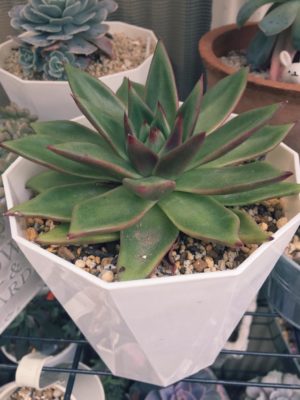 Photo by ななぞうさん@GreenSnap