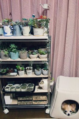 Photo by chocolatさん@GreenSnap