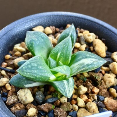 Photo by 梅さん@GreenSnap