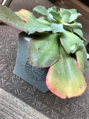 Photo by makikomakiさん@GreenSnap