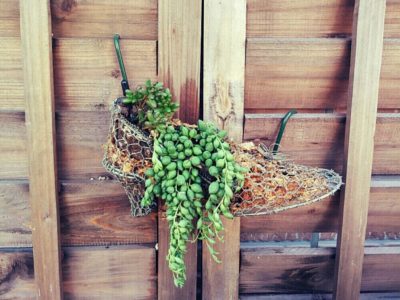 Photo by はなはなさん@GreenSnap