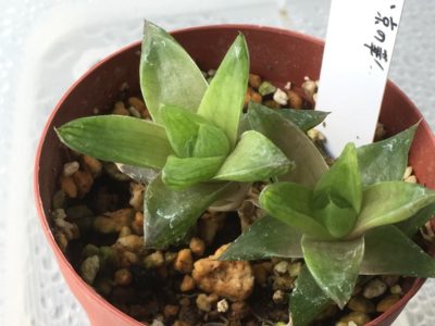 Photo by れおん6000さん@GreenSnap