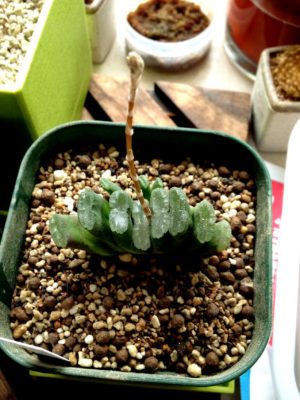 Photo by ぐら。さん@GreenSnap