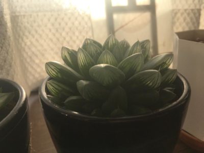 Photo by yuhikaさん@GreenSnap